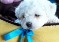 Julien Dor� lance son "Bichon" sur Patrick S�bastien