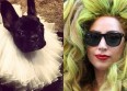 Lady Gaga s'attire les foudres de la PETA
