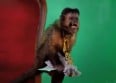 L'Alg�rino : son nouveau clip "Wesh Rhey"