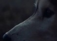 David Guetta tease son nouveau clip "She Wolf"