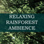 Relaxing Rainforest Ambience - So