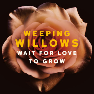Wait for Love to Grow