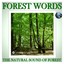 The Natural Sound Of Forest