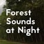Forest Sounds At Night
