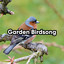 Garden Birdsong
