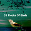 35 Flocks Of Birds