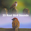 35 Real Bird Sounds