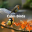 Calm Birds
