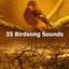 35 Birdsong Sounds