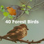 40 Forest Birds