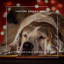 Festive Doggy Music - Calming Chr