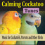 Calming Cockatoo Tunes (Music for