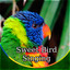 Sweet Bird Singing - Effects of B