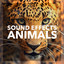 Sound effects - Animals