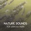 Nature Sounds for Various Pains 
