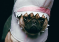 The Shark