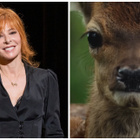 Mylène Farmer dans "Bambi" : la BA dévoilée !