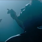 Eurovision 2019 : les Pays-Bas grands favoris