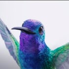 Apple fond pour Anna of the North