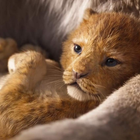 "Le Roi Lion" : démarrage record en France