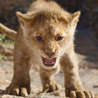 "Le Roi Lion" bat des records au box-office FR