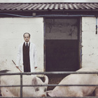 Matthew Herbert : cochons au Palais de Tokyo