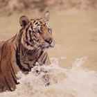 Rudimental : tigre et kung-fu pour "Right Here"