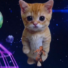 AMA's : Miley Cyrus chante avec... un chat