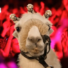 Serge le lama en guest dans le clip "Lamaoutai" !