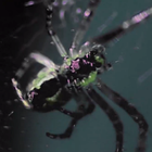 Fyfe : un clip arty et venimeux pour "Veins"