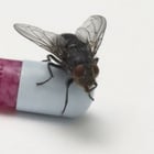 Red Hot Chili Peppers : retour plus pop que rock