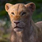 "Le Roi Lion" : Beyoncé chante "Can You Feel..."
