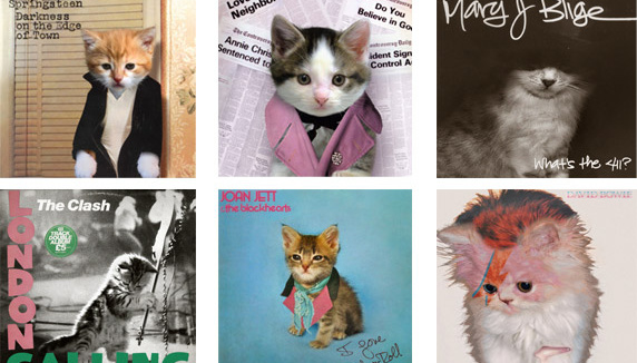 Ces chats sont devenus des rockstars !