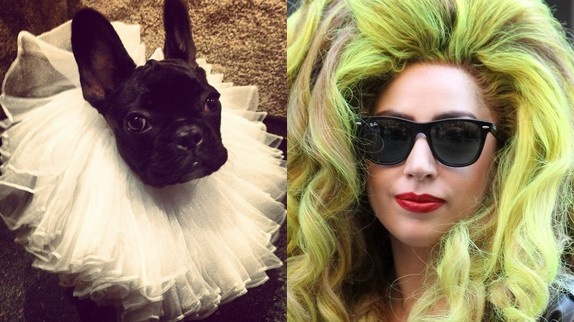 Lady Gaga s'attire les foudres de la PETA