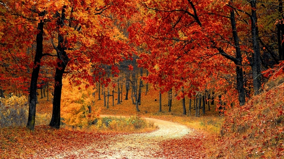 Octobre : les coups de coeur de la rédaction