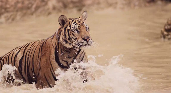 Rudimental : tigre et kung-fu pour "Right Here"