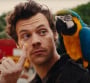 Harry Styles fait son cirque dans le clip délirant "Daylight"