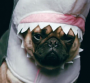 "The Shark" : We Are Match déclare son amour pour le requin-carlin dans un clip...