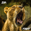 Fight
