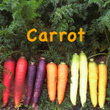 Carrot
