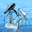 Hair Dryer Collection (Loopable Audio for Ambiance, Meditation, Insomnia, and Restless Children)