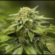Maryjane