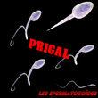 Les Spermatozoïdes