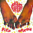 Pied Orange