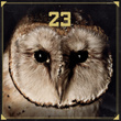 23