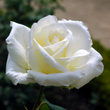 Les Roses Blanches