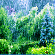 The Living Forest Rain
