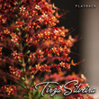 Tirza Silveira (Playback)