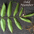 Odd Number