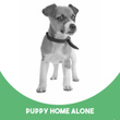 Puppy Home Alone